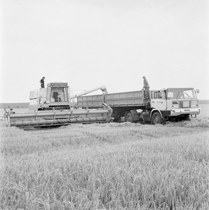 Nákladní automobil Tatra 813 při žních. Rok 1975.