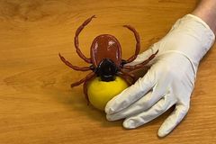 Odborníci varují před encefalitidou. Nejúčinnější ochrana je jen jedna
