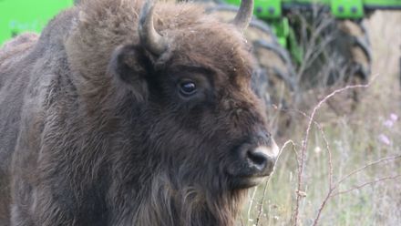 U Benátek nad Jizerou je už 17 zubrů. Vidět stádo se každému nepoštěstí