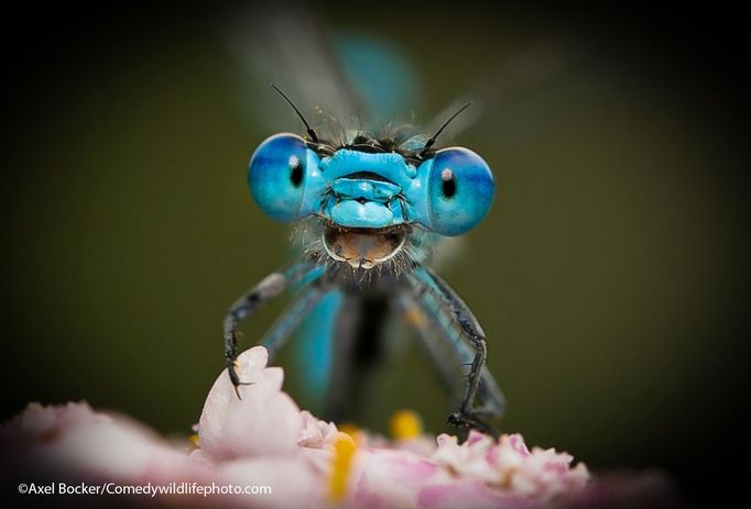 Finalisté fotografické soutěže Comedy Wildlife Photography Awards 2021