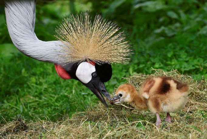 Podívejte se na nejkrásnější fotografie zvířat za rok 2020