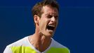 Britain's Andy Murray reacts during his match against Czech Republic's Radek Stepanek at the Queen's Club Championships in west London June 12, 2014. REUTERS/Suzanne Plun