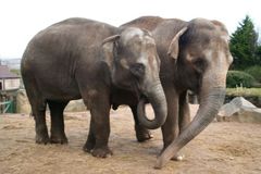 Budou se sloni rodit v Česku? Sloní matka je na cestě
