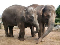 Johti and Vishesh, elephant 