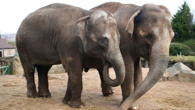 Sloní máma a dcerka se loučí s irskou zoo. Stěhují se do Ostravy