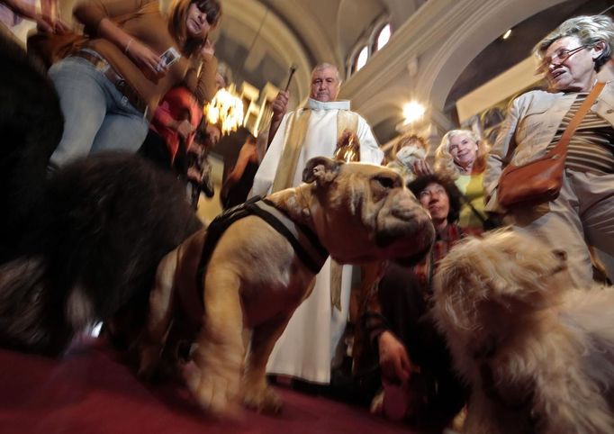 Otec Gil Florini žehná psům během mše na počest Sv. Františka z Assisi v kostele Saint Pierre D'Arene.