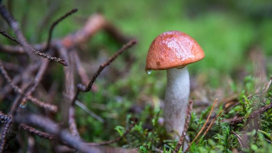 "Tu znám, ta je jedlá!" Tahle rada z aplikace může vést z lesa rovnou na pohotovost