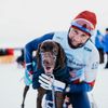 pes mushing běžky lyže zima