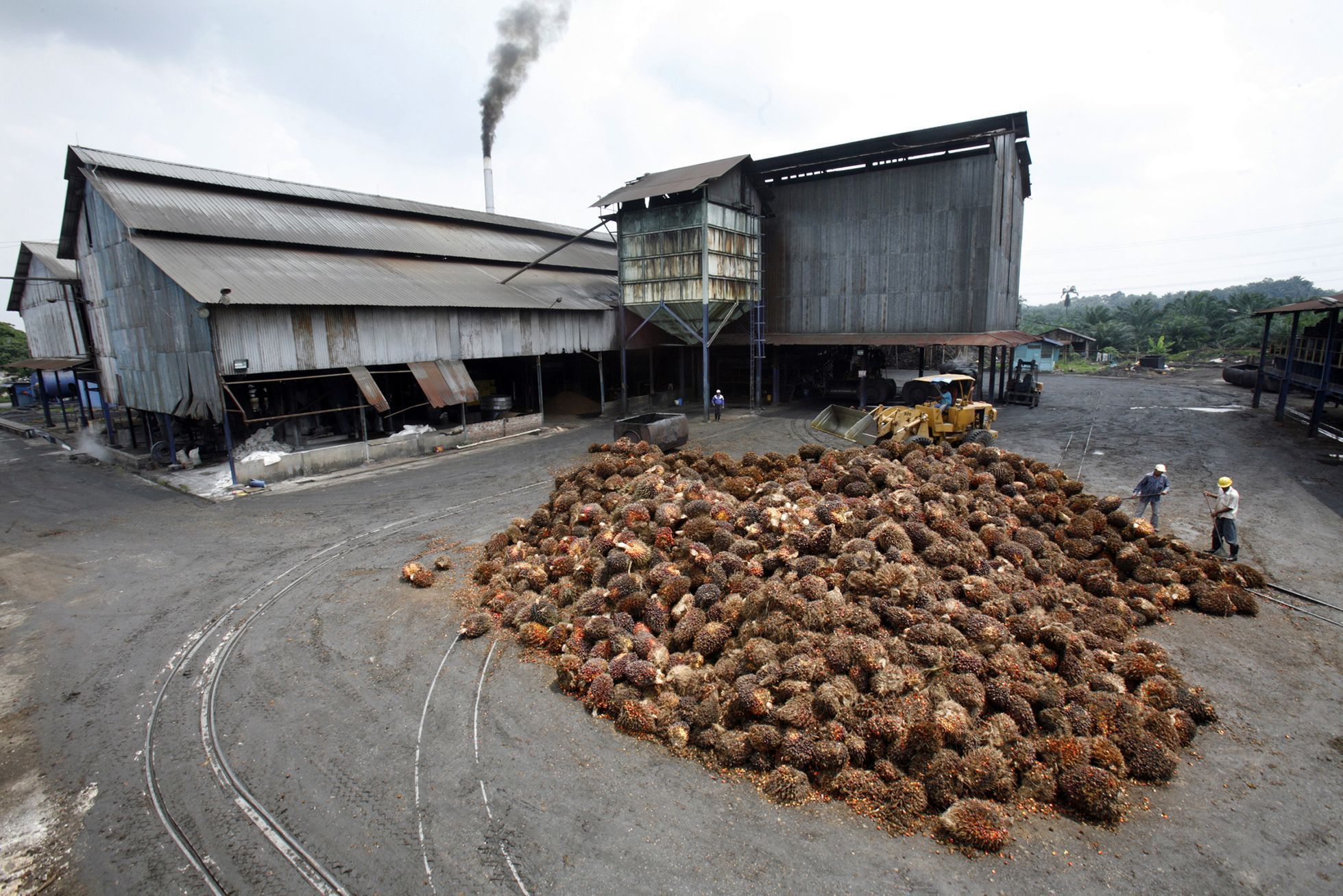 Fotogalerie / Produkce palmového oleje / Reuters