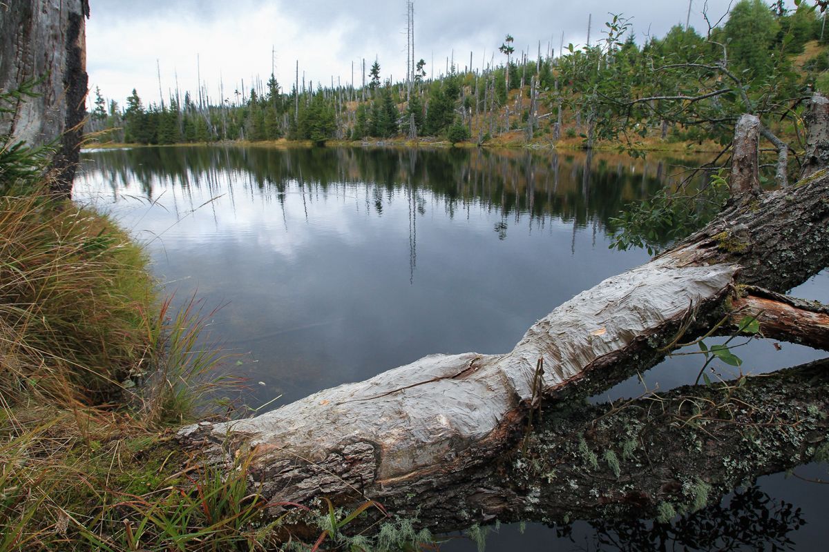 Národní park Šumava 24.9. 2015 - Tk o kůrovci