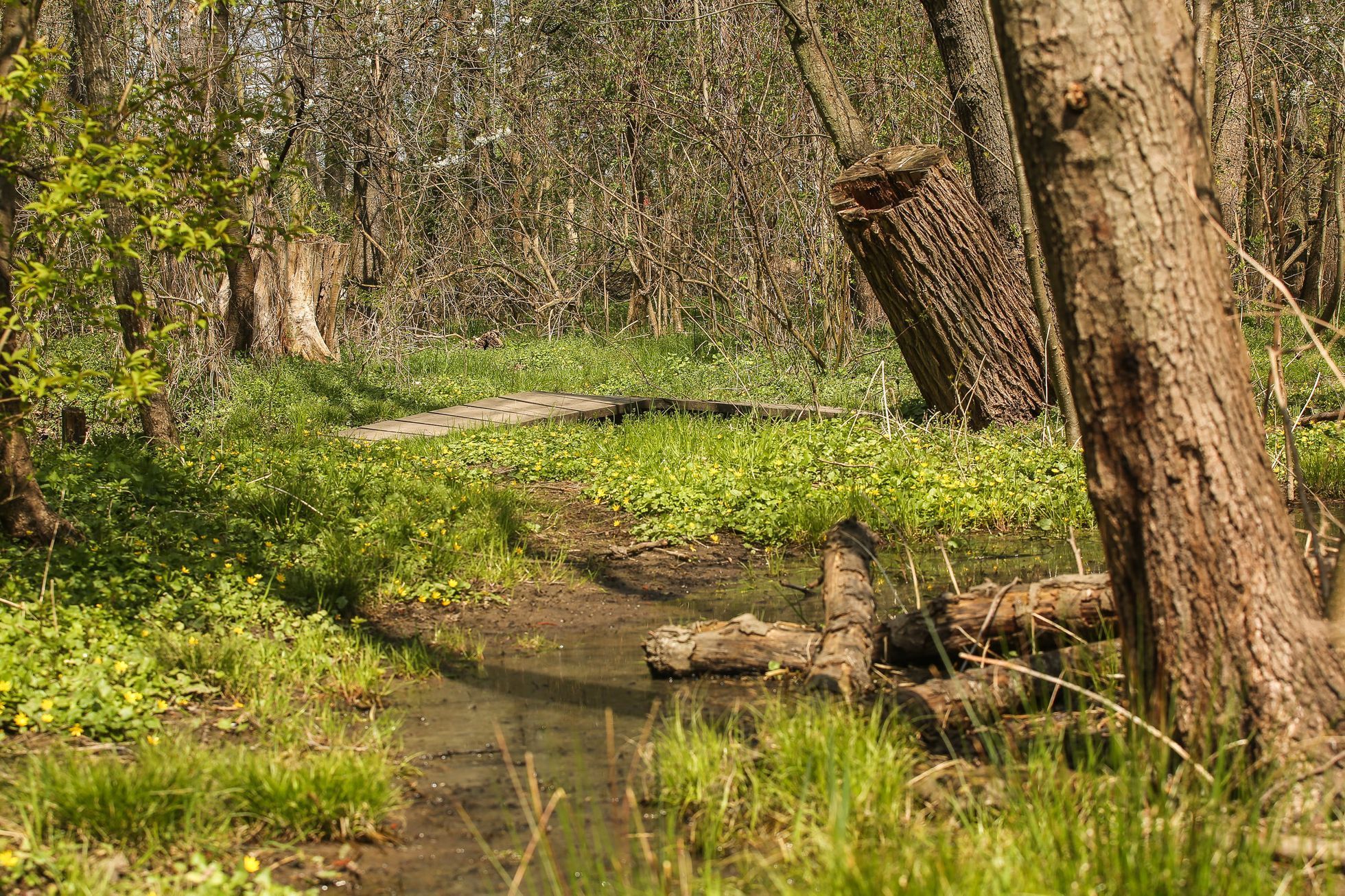 Toulcův dvůr, mokřad, park, louka, Praha Hostivař
