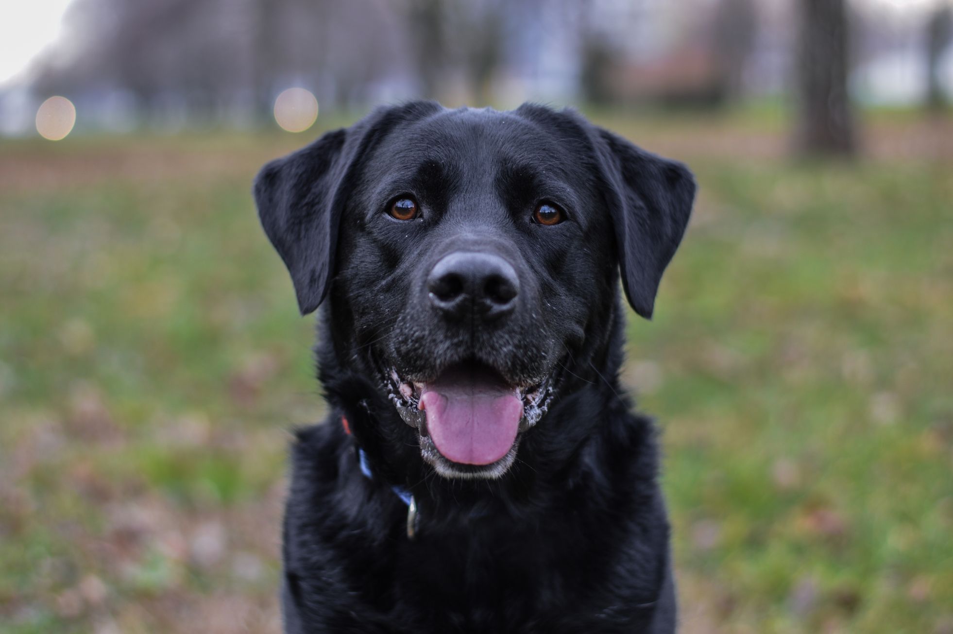 Černý labrador, pes, ilustrační foto