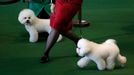 Westminster Kennel Club's Dog Show v New Yorku