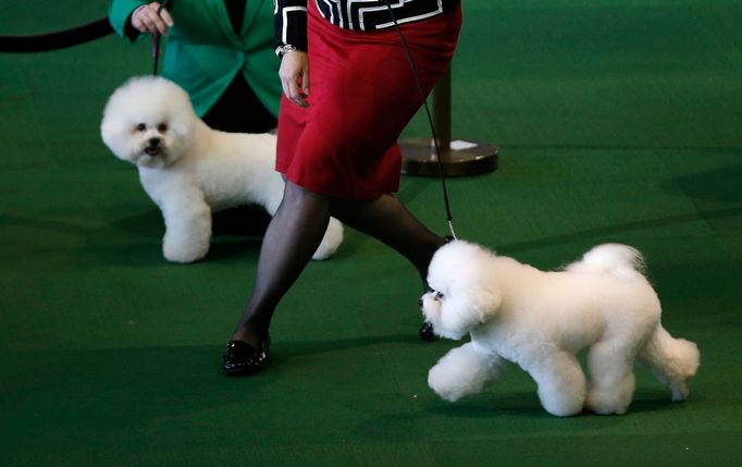 Westminster Kennel Club's Dog Show v New Yorku