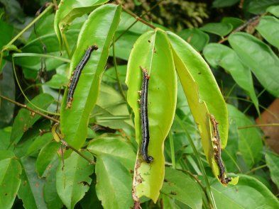 Spodoptera frugiperda