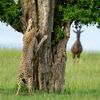 Vítězné fotografie ze soutěže Nikon Comedy Wildlife Awards 2024