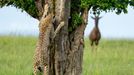 Vítězné fotografie ze soutěže Nikon Comedy Wildlife Awards 2024