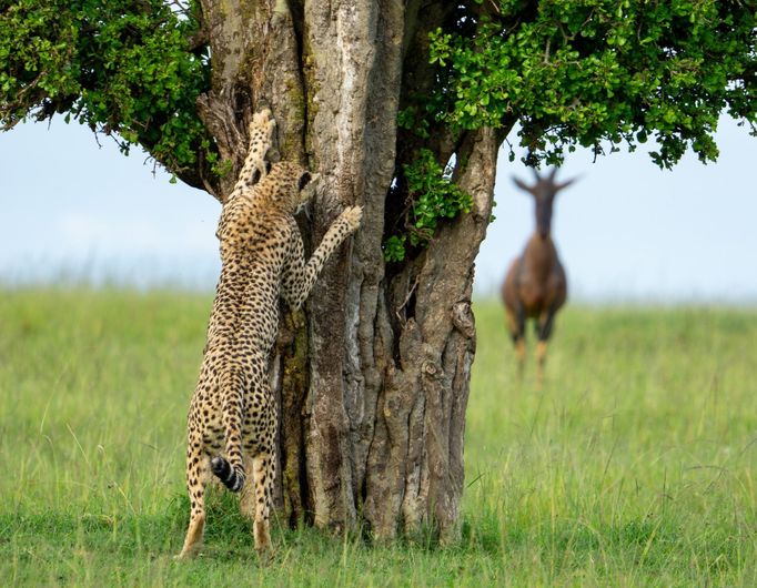 Vítězné fotografie ze soutěže Nikon Comedy Wildlife Awards 2024