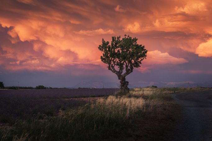 Levandulová pole v Provence