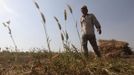 Wael Abo El Saoud, a 25 year-old farmer, harvests wheat on Miet Radie farm El-Kalubia governorate, about 60 km (37 miles) northeast of Cairo May 8, 2012. Wael studied for four years at Benha University where he received a degree in commerce. He hoped to find a job as a bank accountant but has been working as a farmer for the last five years. He earns between 30 to 60 Egypt pounds a day but does not work all year round.