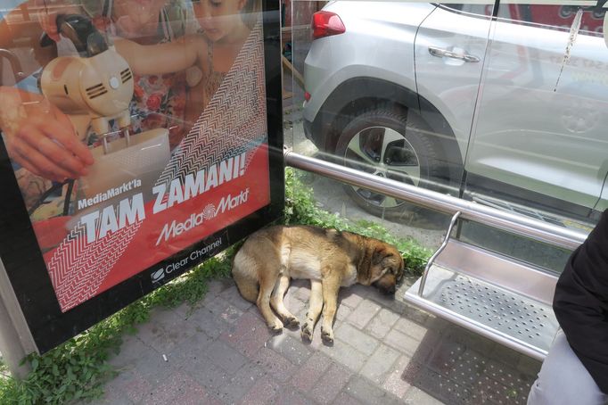 Psi a kočky v ulicích Istanbulu.