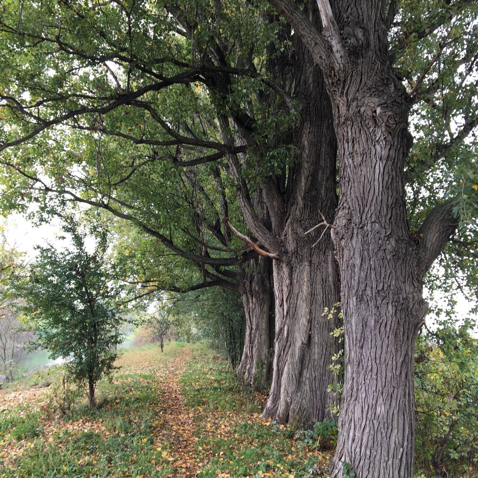 Soutěžní snímky Alej roku 2022