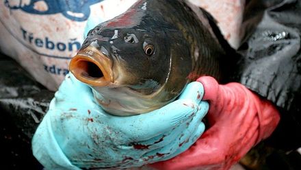 Veterinář: Kapra nechte zabít u kádě, ve vaně ho jen týráte. Návrat do řeky nepřežije