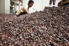 Vědci hledají čokoládový gen. Aby zachránili kakao
