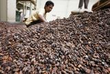 Cesta čokolády začíná sběrem kakaových bobů
