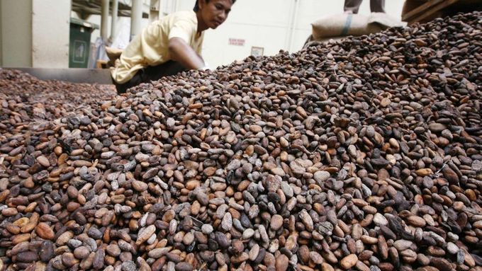 Díky výzkumu DNA kakaa mají být kakaovníky odolnější vůči nemocem