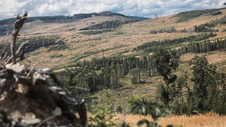 "Hrozí nevratné následky." Ekologové kritizují kácení kůrovcového dřeva v Jeseníkách; Zdroj foto: Jakub Plíhal
