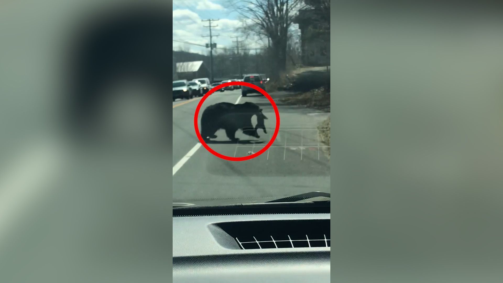 Medvědice se snaží převést mláďata přes silnici v Connecticutu.