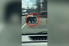 Video se zlobivými medvíďaty sdílel už milion lidí. Jak já jí rozumím, vzkazují matce