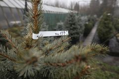 Vánoční stromky přes internet neprodáme, opatření nás mohou zničit, říkají pěstitelé