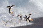 Andrew Pollard: Vysoký let. Tučňáci na Falklandských ostrovech, 2021. Finalista v kategorii Oceány.