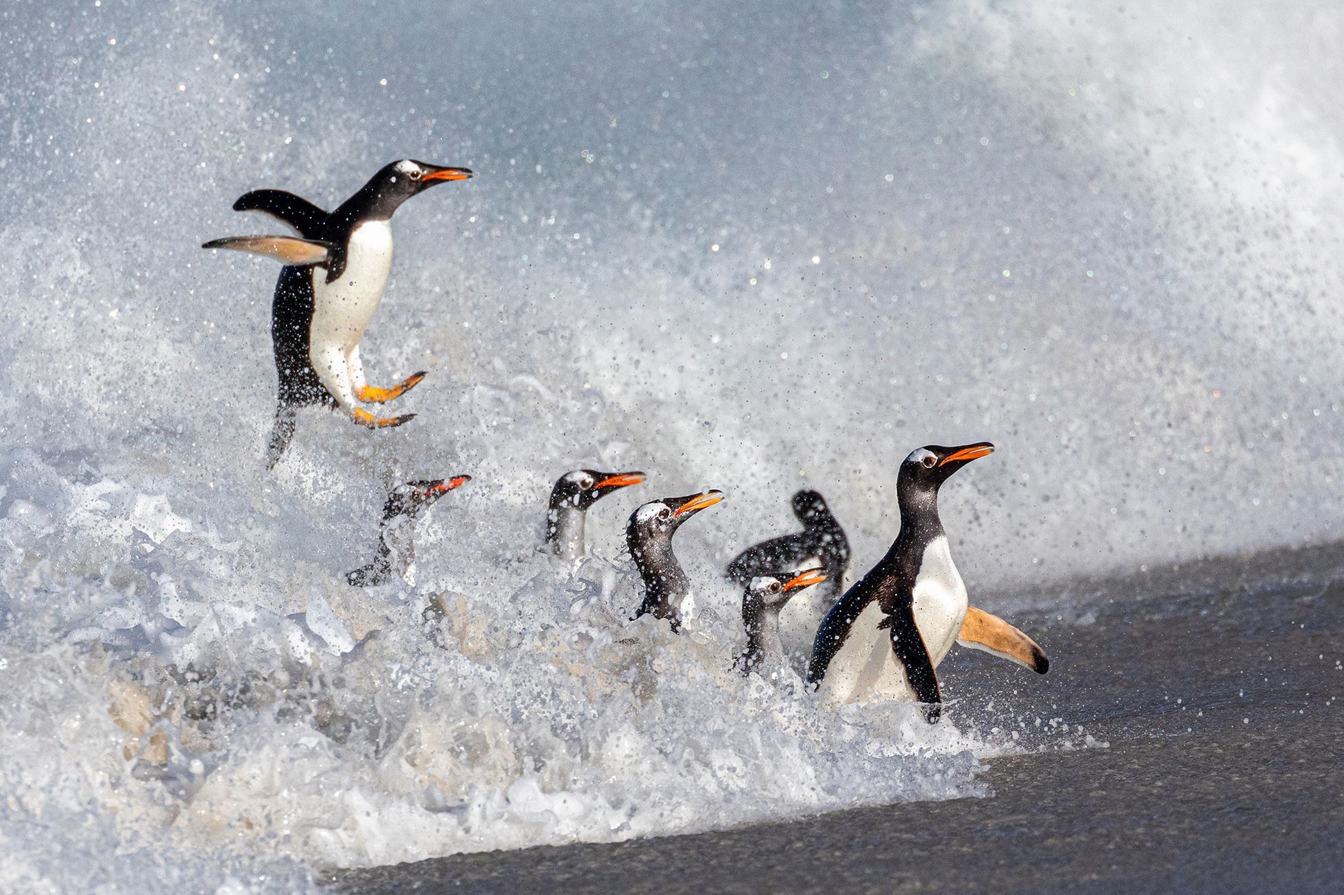 Vítězné snímky ze soutěže Environmental Photography Award 2024