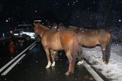 Stádo koní pobíhalo po silnici na Strakonicku. Několik aut do nich narazilo, dva koně nepřežili