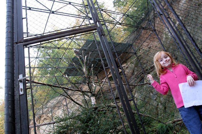 Orel bělohlavý ve voliéře