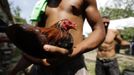 Farmers train their cockerels at a farm on the outskirts of Havana June 16, 2012. In Cuba, it's legal to own cocks, it's legal to train them to fight and it's legal to fight them, but since the 1959 Cuban Revolution all forms of betting and gambling have been strictly forbidden. But betting on cock fights is an activity so popular among Cubans that stopping it would pose a huge challenge for the authorities and would be counterproductive to keeping law and order. Picture taken June 16, 2012. REUTERS/Desmond Boylan (CUBA - Tags: SOCIETY ANIMALS) ATTENTION EDITORS PICTURE 03 OF 23 FOR PACKAGE 'BETTING ON CUBA'S FIGHTING COCKS' . TO FIND ALL PICTURES SEARCH 'FIGHTING COCKS' Published: Čec. 2, 2012, 12:29 odp.