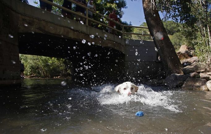 Bentley, a yellow Labrador, chases a ball in a creek as the temperature neared 100 Fahrenheit (38 Celsius), in Salt Lake City, Utah June 30, 2012. Temperatures in Utah are predicted to reach 100 Fahrenheit on Sunday, according to the National Weather Service. REUTERS/Jim Urquhart (UNITED STATES - Tags: ENVIRONMENT SOCIETY ANIMALS) Published: Čec. 1, 2012, 1:14 dop.