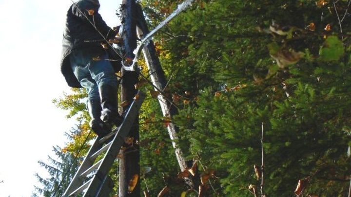 Speciální směs má pomoci energetikům. Výsadba už nebude ohrožovat elektrické vedení; Zdroj foto: Karel Toman