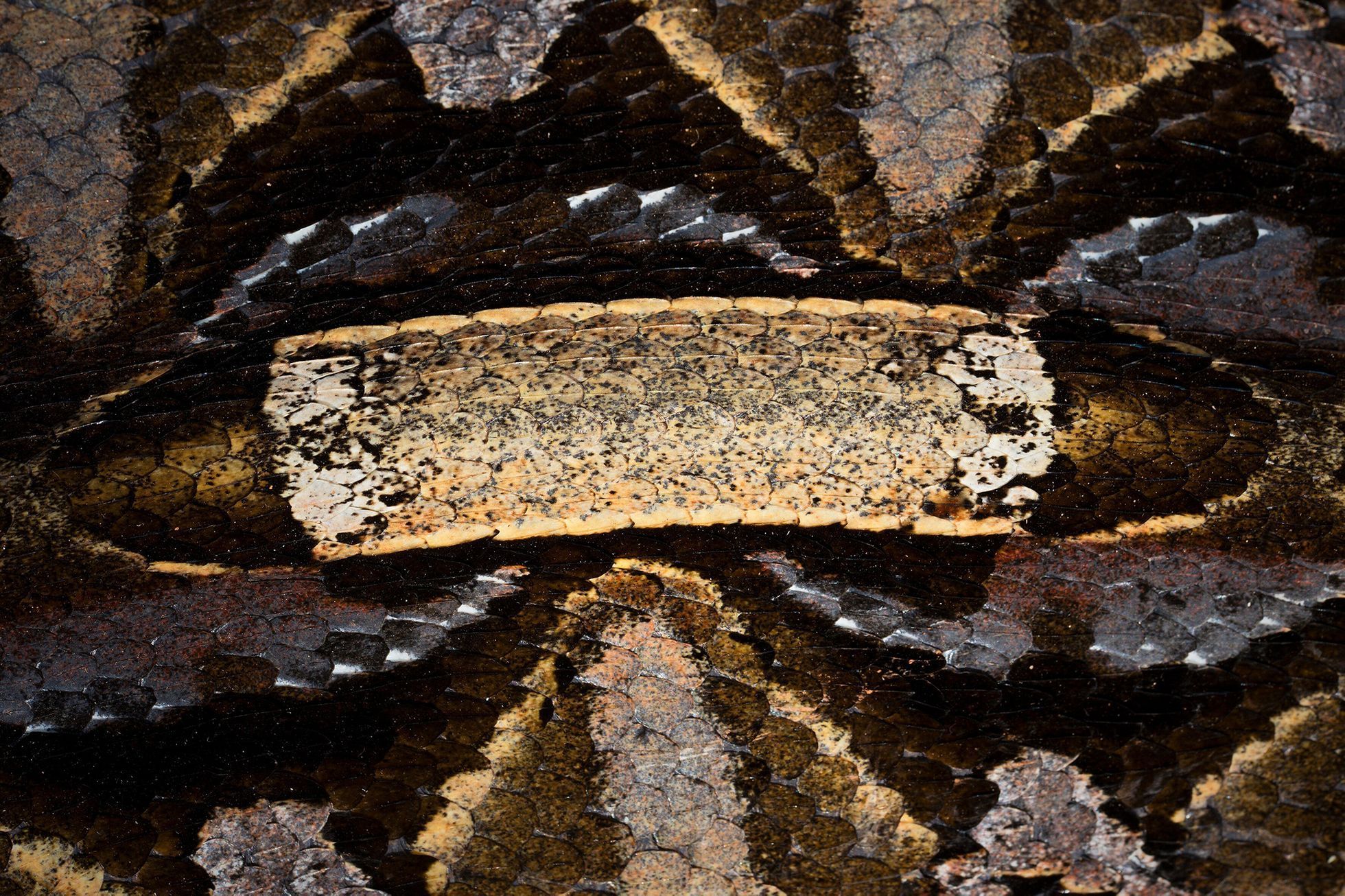 Nominace na Czech Nature Photo 2021