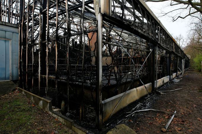 Požár pavilonu opic v německém Krefeldu.