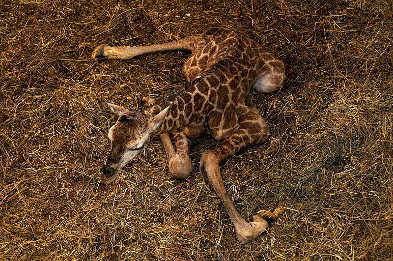 V pražské zoo se narodila žirafa