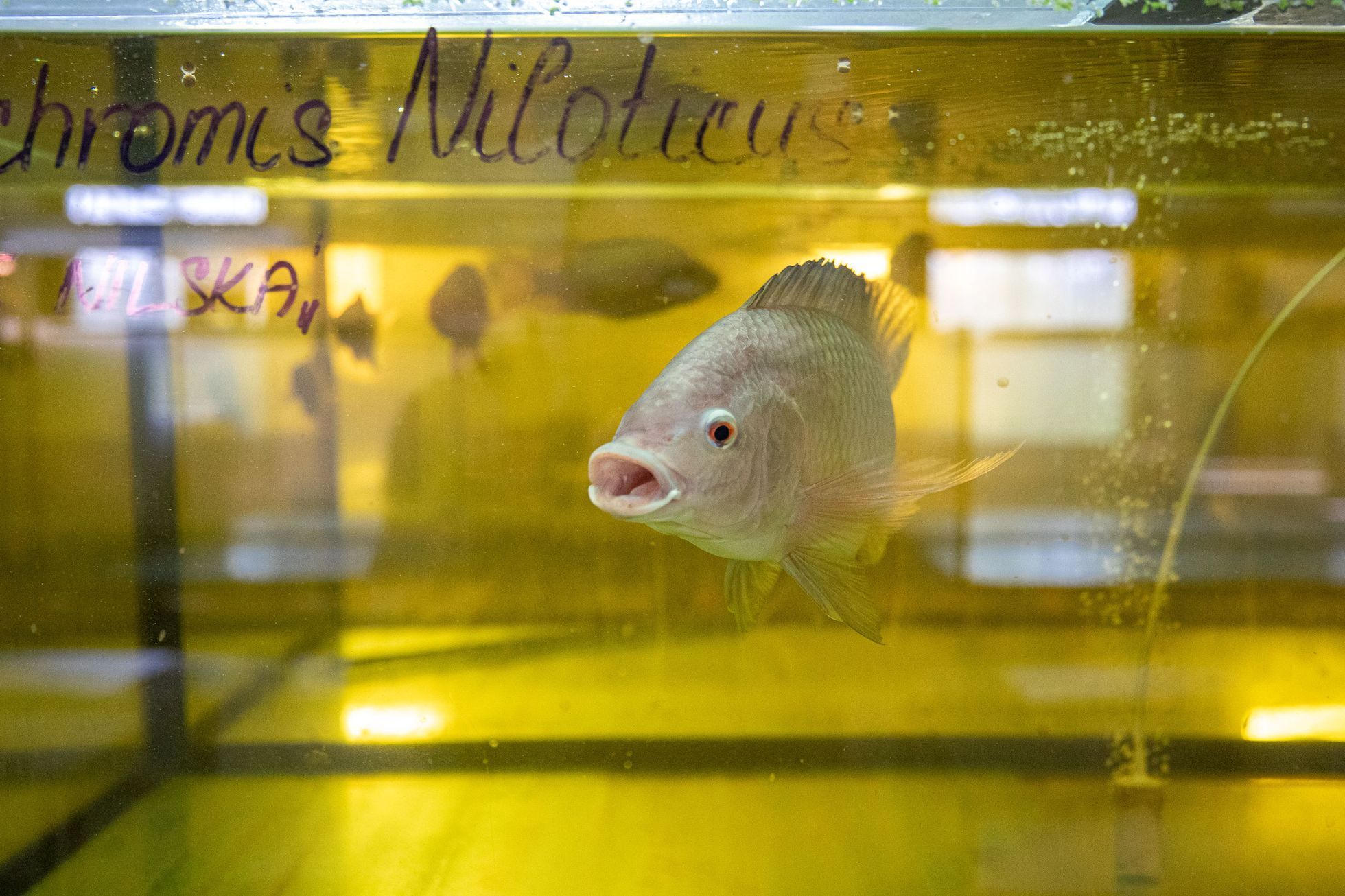 Aquaponická farma Rybí zahrada u Hostomic