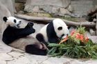 Čína se bouří kvůli pandě uhynulé v Thajsku. Zvíře zemřelo ze zatím neznámých příčin