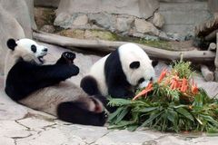 Čína se bouří kvůli pandě uhynulé v Thajsku. Zvíře zemřelo ze zatím neznámých příčin