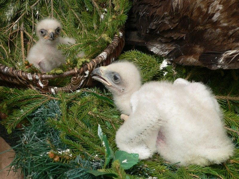 Mláďata v náhradním hnízdě