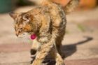Zemřela oficiálně nejstarší kočka na světě, bylo jí 24 let