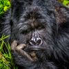 Zábavné fotky zvířat: finalisté soutěže Comedy Wildlife Awards 2020